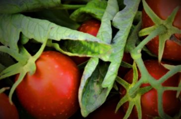 Démarrage de la campagne de tomate 2019