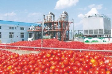 Démarrage de la campagne de tomate 2019