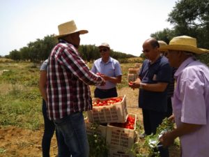 Campagne de tomate - Visite de suivi