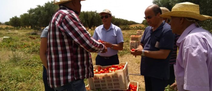 Campagne de tomate - Visite de suivi