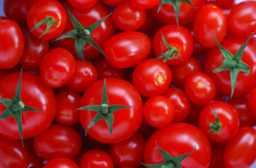 Avancement de la Campagne de Transformation de Tomate au 23 juillet
