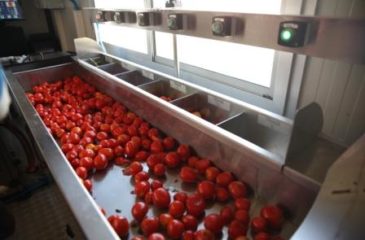 Avancement de la Campagne de Transformation de Tomate 2019