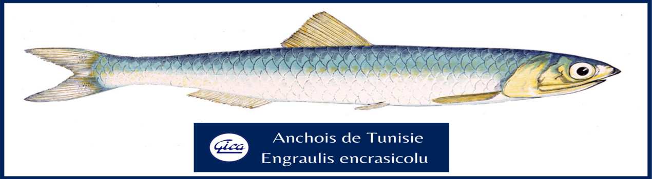Fiche espèce: L&rsquo;Anchois en Tunisie/ Engraulis encrasicolus